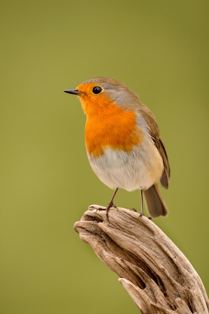 Hübscher Vogel mit einem Nizza orange roten Gefieder