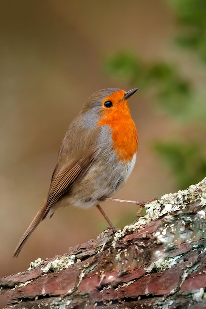 Hübscher Vogel mit einem schönen roten Gefieder