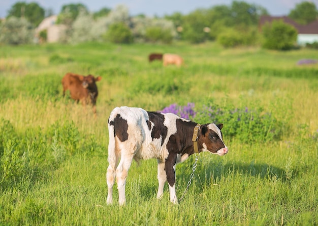 Hübsches kleines Kalb, das alleine steht