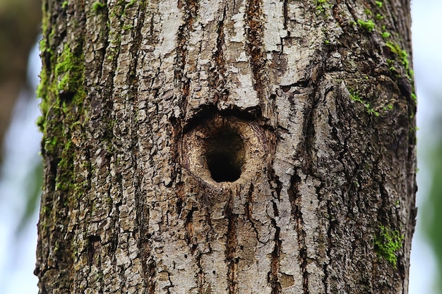 Hueco en el árbol, antiguo agujero de roble pequeña casa de pájaros