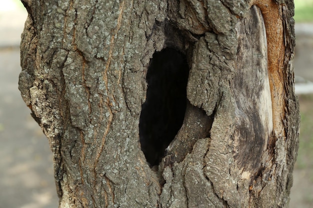 Hueco de árbol de cerca