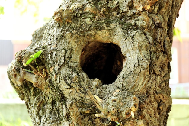 Hueco de árbol de cerca