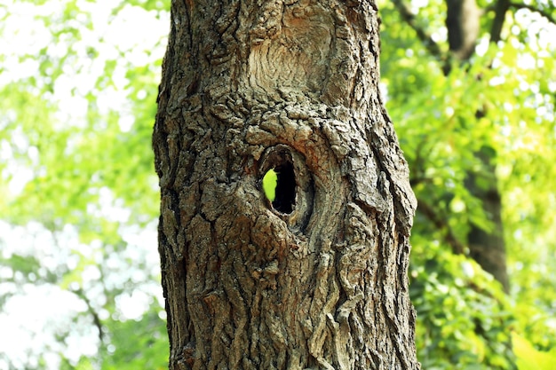 Hueco de árbol de cerca