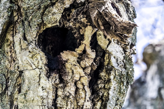 Hueco en el arbol