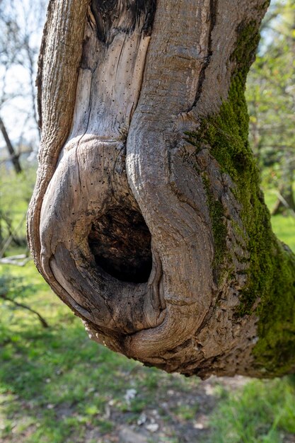 Hueco en el tronco de un viejo árbol torcido