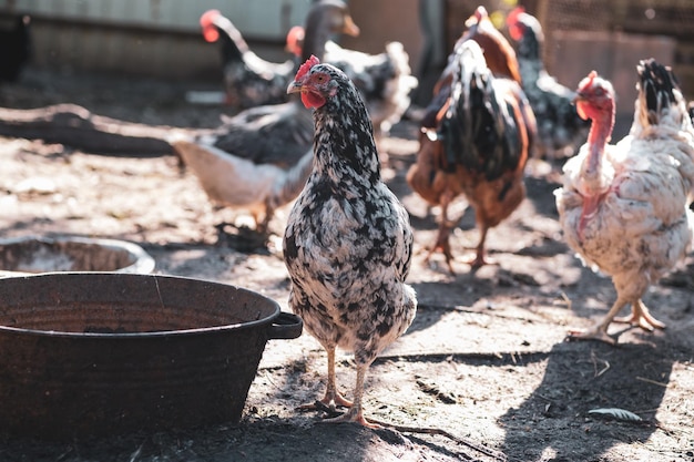 Hühner auf der traditionellen Freilandgeflügelfarm im Dorf