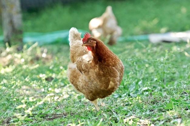 Hühner auf grasbewachsenem Feld