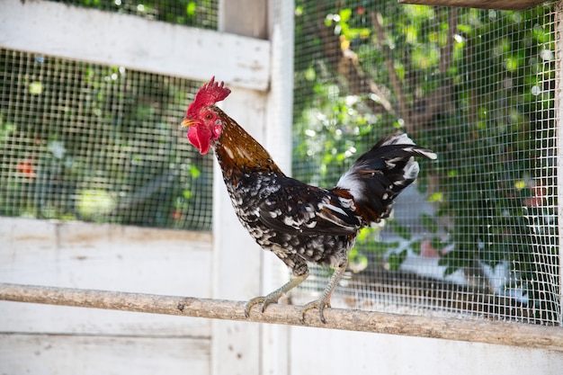 Hühner auf traditioneller Freilandgeflügelfarm