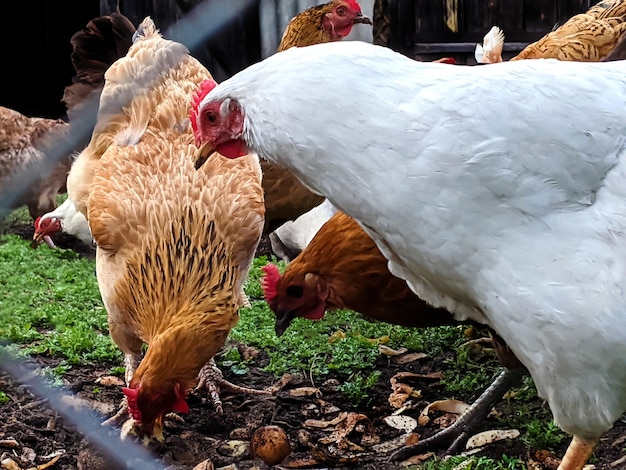 Hühner aus Freilandhaltung, die auf einem Bauernhof essen Nahaufnahme