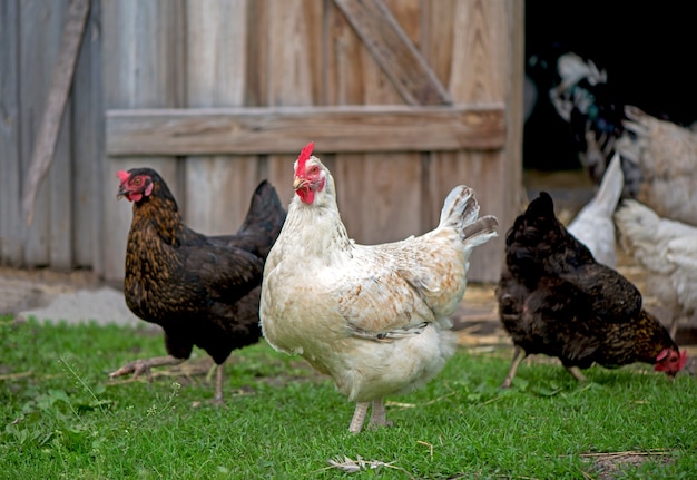 Hühner, die mit Hühneraugen im Hühnerstall füttern. Bauernhof mit Hühnergruppe. Weiße Henne im Hühnerstall. Huhn im Hühnerstall, das Essen isst