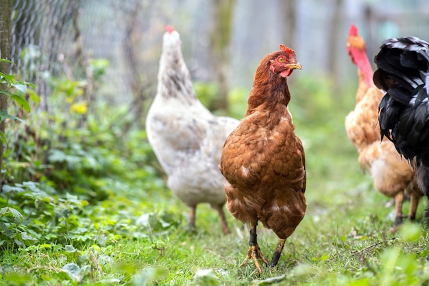 Hühner ernähren sich von traditionellen ländlichen Scheunen. Nahaufnahme von Huhn auf Scheunenhof. Konzept der Freilandhaltung von Geflügel.