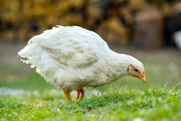 Hühner ernähren sich von traditionellen ländlichen scheunenhof. schließen sie oben von huhn, das auf scheunenhof mit grünem gras steht