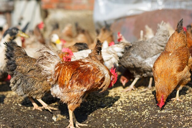 Hühner fressen Mais auf der Farm