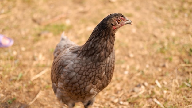 Hühner grasen auf einem Bauernhof im Dorf