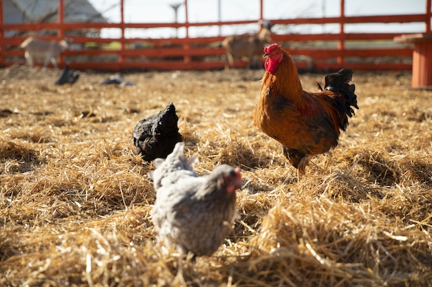 Hühner im Heu auf dem Bauernhof an einem sonnigen Tag