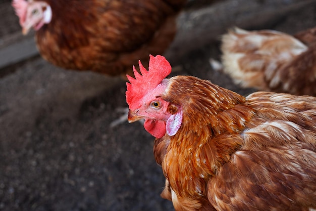 Hühner in der Hühnerfarm Bio-Geflügelstall