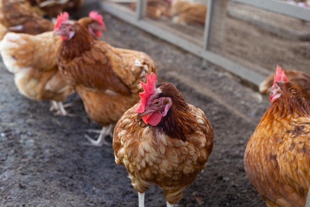 Hühner in der Hühnerfarm Bio-Geflügelstall