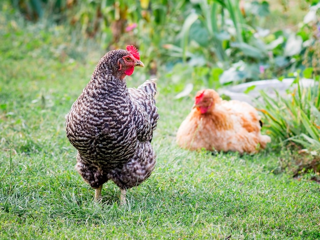 Hühner in einem bauerngarten. anbau von geflügel