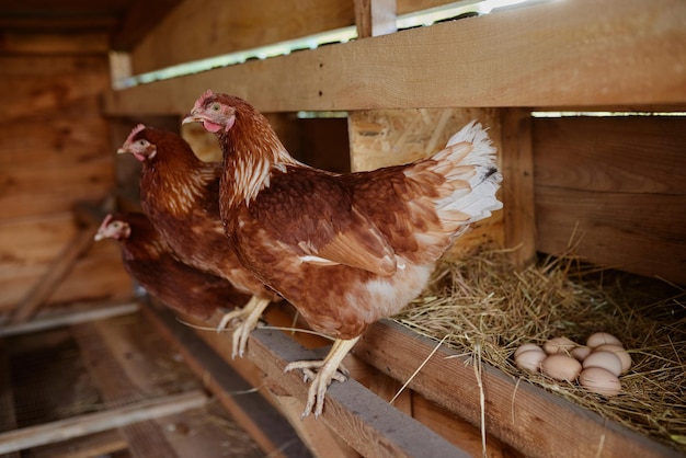 Hühner sitzen im Hühnerstall der Freilandhühnerfarm der Öko-Geflügelfarm