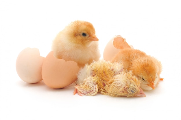 Hühner und Eierschalen