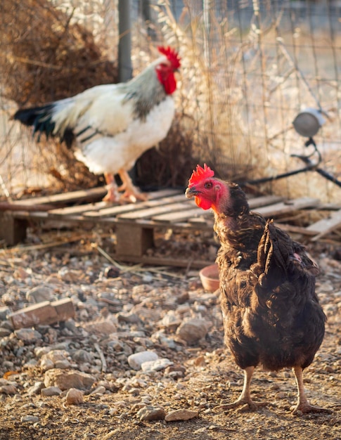 Hühner und Hähne essen in einem Hühnerstall in Griechenland