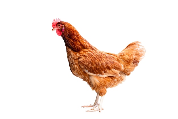 Hühner Vollkörper brauner Hühner Hühner stehend isolierter weißer Hintergrund mit Abschnittspfad Legehühner Bauern Konzept