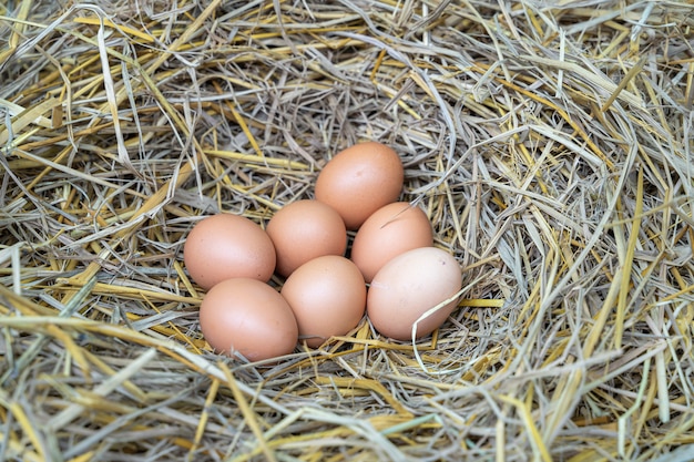 Foto hühnereier im trockenen stroh nisten, hühner, die auf natürliche weise eier legen