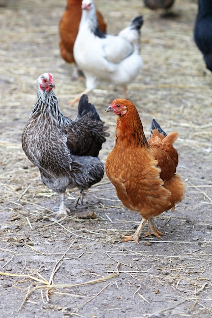 Hühnerfamilie auf einem Bauernhof