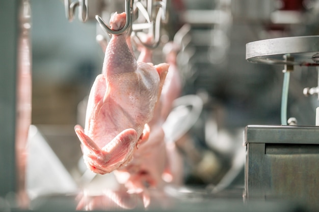 Hühnerkadaver, die an der Ausrüstung in der Nahaufnahme der Hühnerverarbeitungsfabrik aufgehängt sind