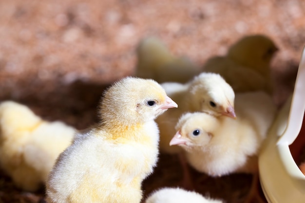 Hühnerküken auf einer Geflügelfarm, wo Brathähnchen