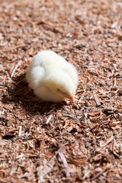 Hühnerküken auf einer Geflügelfarm, wo Broilerhühner für Fleisch und andere Geflügelprodukte aufgezogen werden, junge Broilerhühner