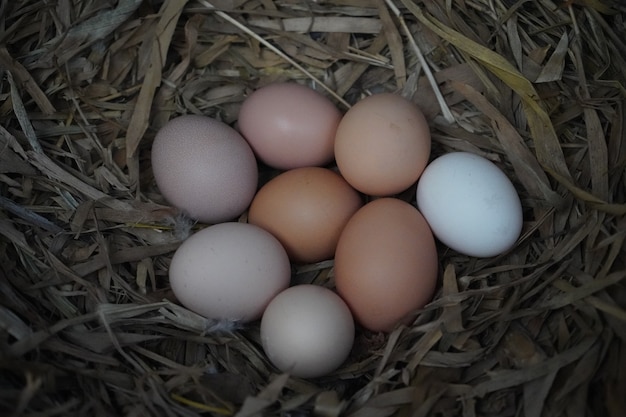 Hühnernest voller frisch gelegter Eier