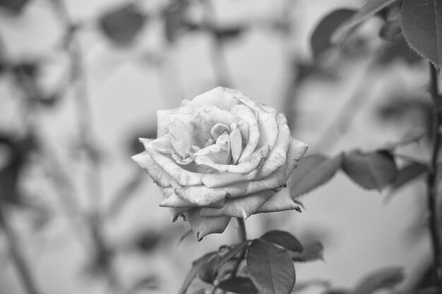 Huele la flor Rosa de jardín en flor Delicado capullo de rosa en un arbusto Planta con flores ornamentales Belleza natural Temporada de verano Tienda de flores Rosario Espectáculo de flores Exposición de horticultura