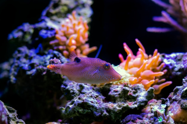 Foto huella digital comprimida toby pez globo - canthigaster compressa