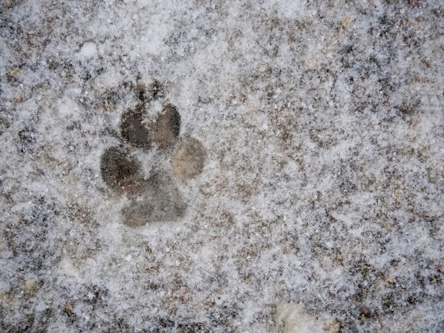 Huella de pata de perro en la nieve