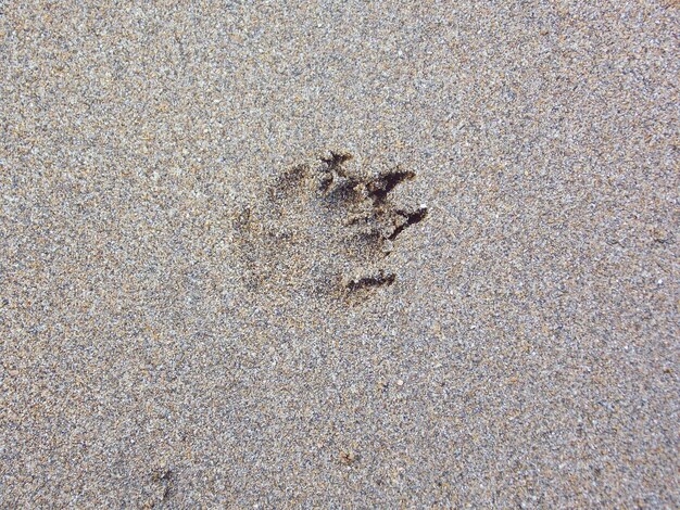 Foto huella de perro en la arena