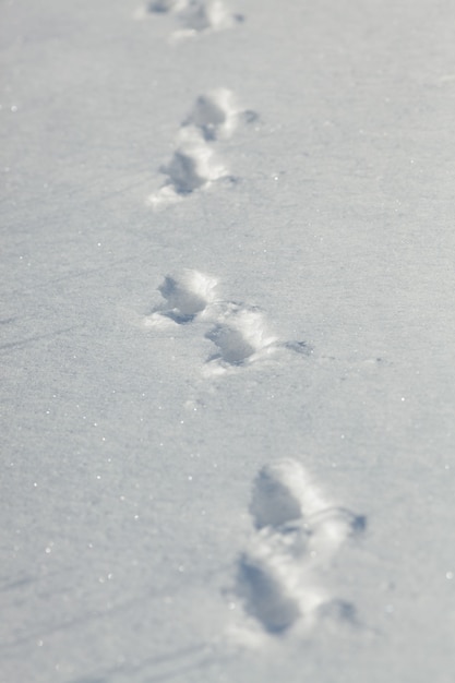 Huellas de un animal en la nieve.