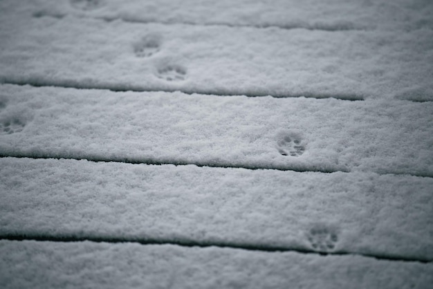 Huellas de animales en la nieve fresca