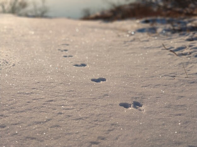 Huellas de animales en la nieve bajo el sol.