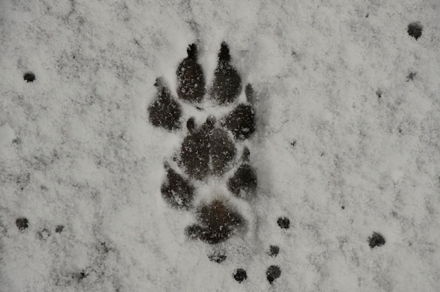 Foto huellas de animales en la nieve