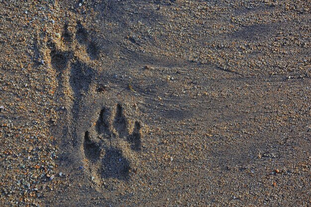 huellas en la arena perro textura de fondo abstracto playa