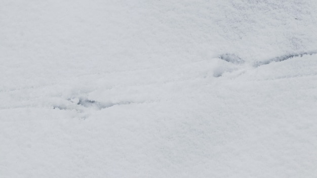 Huellas de cuervo en la nieve blanca. Huellas de pájaros