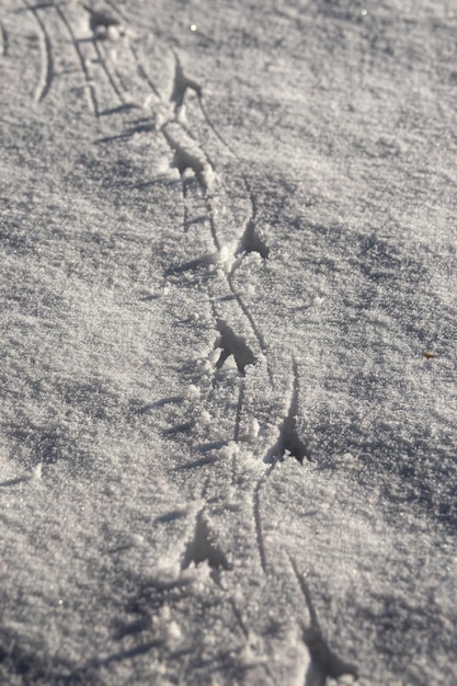 Foto huellas de cuervo en la nieve profunda bajo la luz del sol