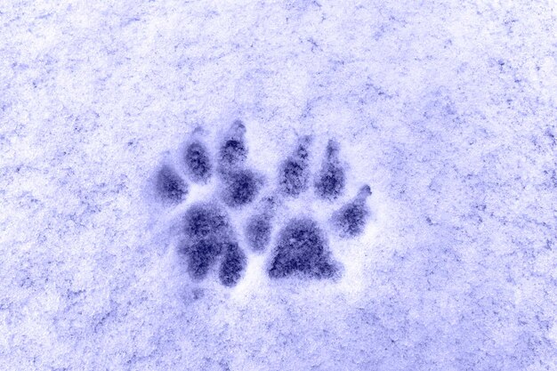 Foto huellas de dos patas de perro sobre fondo de nieve fresca en invierno. tono de moda en color del año 2022 very peri. vista desde arriba.