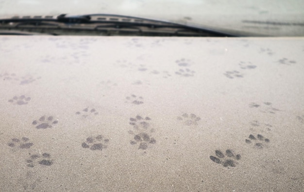 Huellas de gatos incontables en el capó del coche cubierto de polvo
