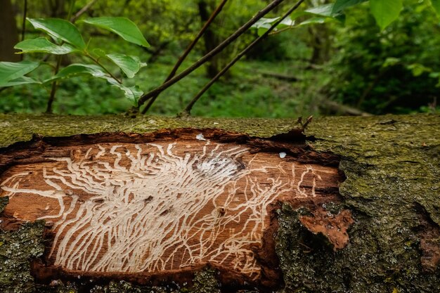 Foto huellas de gusano de madera en un árbol durante una caminata en un bosque