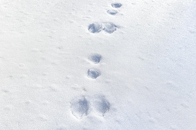 Huellas de liebre en la nieve Huellas de pata de liebre del bosque en una superficie plana de nieve en invierno