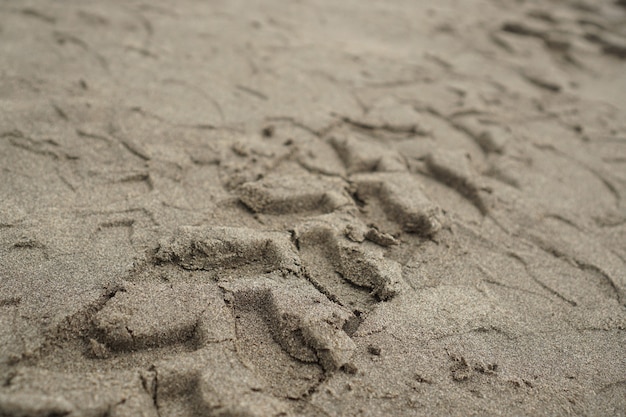 Huellas de neumáticos en la arena de la playa