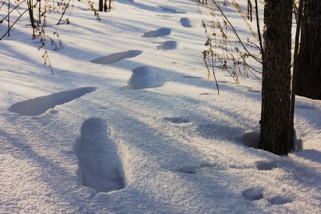 Huellas en la nieve en un bosque