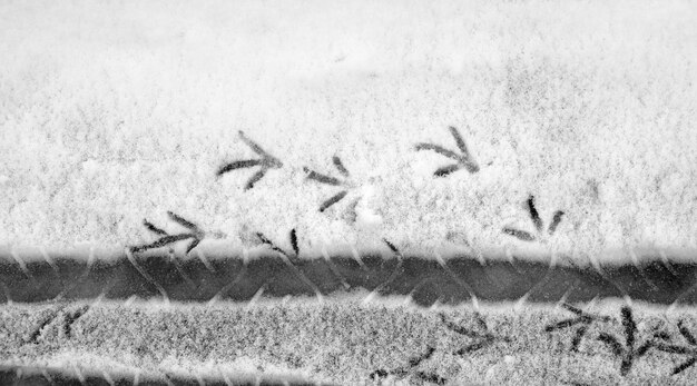 Huellas en la nieve. Huellas en la primera nieve. Huella de zapatos y huellas de animales y pájaros en la nieve.